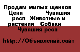 Продам милых щенков › Цена ­ 1 000 - Чувашия респ. Животные и растения » Собаки   . Чувашия респ.